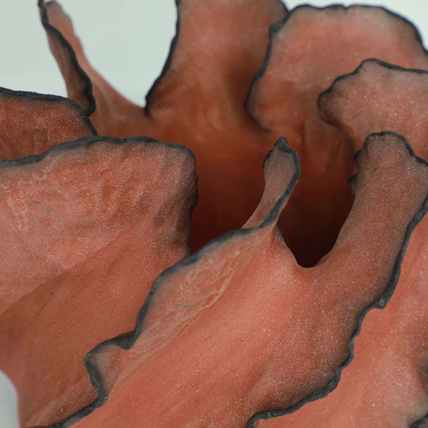 Wave Terre De Feu Royale