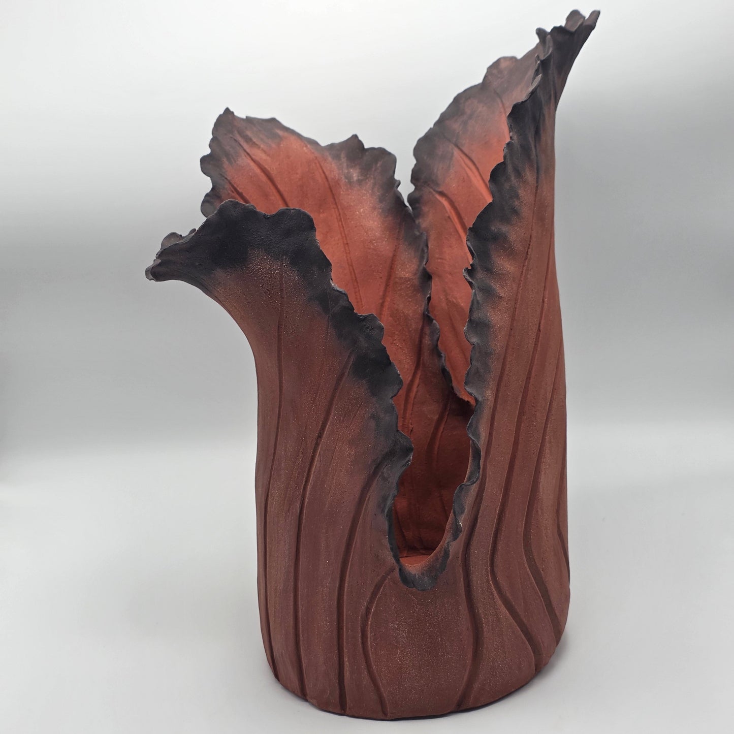 Rise Désir IV – Terre de Feu