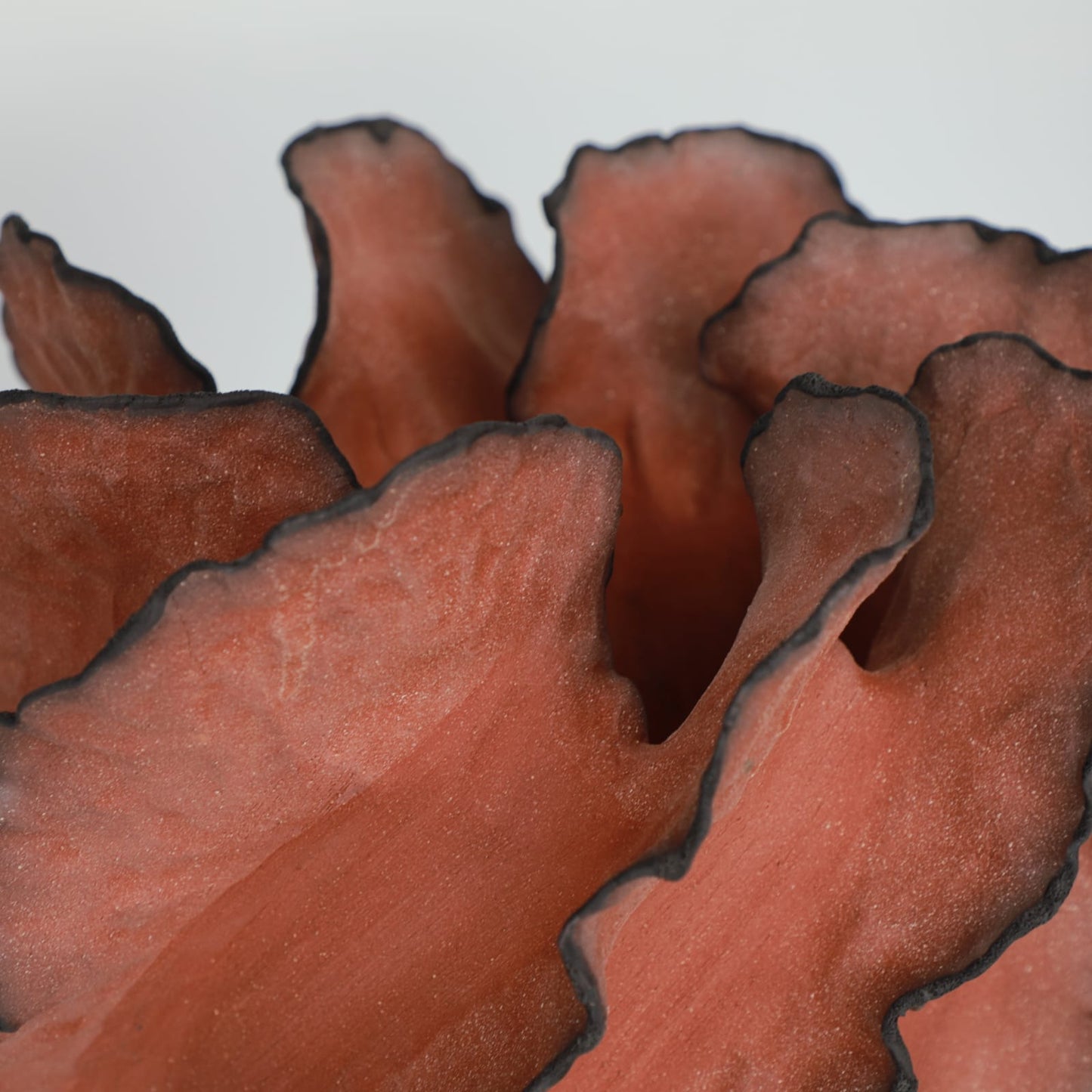 Wave Terre De Feu Royale